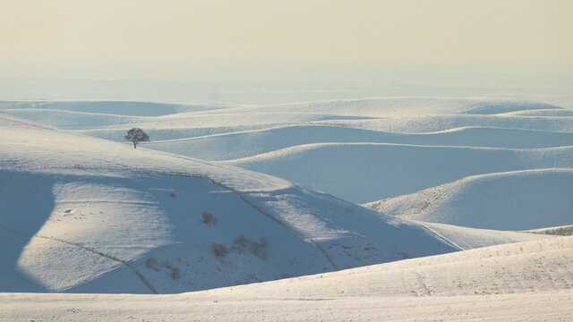 The view white color in winter season with light foggy. Winter landscape with a snow dunes and alone tree.