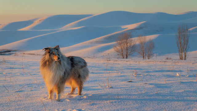 Rough collie in the snow. Young blue merrle sheepdog looks ahead. Majestic sunset in the winter mountains landscape with full moon.