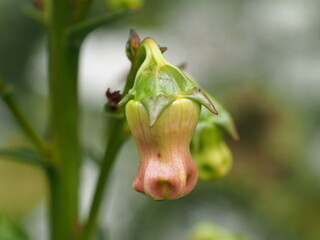 Vidália (Azorina vidalii)  - Endemic plant of Azores, Portugal