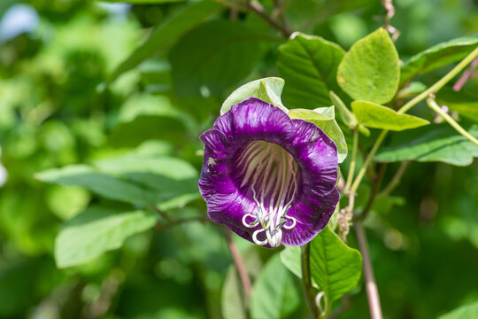 Close up of a cup and saucer vine (cobaea scandens) in bloom
