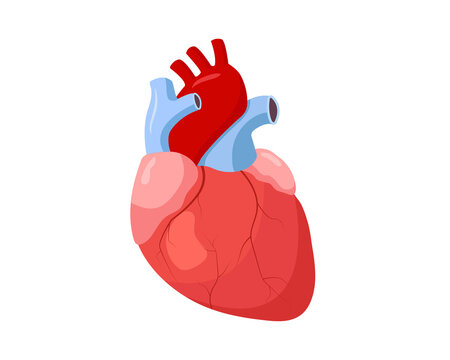 Human heart in cartoon style. Vector illustration of human organ, isolated on white.