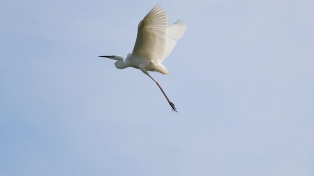 great egret flies and sits on a tree