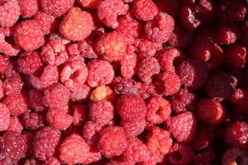 close up of ripe raspberries