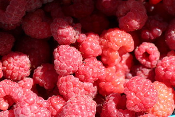 close up of ripe raspberries