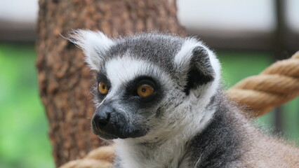 Madagascar Wildness