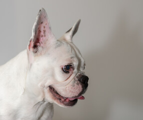 Obraz premium White French Bulldog Profile Portrait side view