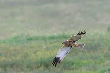 Marsh Harrier, Close up, Circus aeruginosus, Hunting, Birds of prey