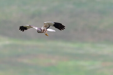 Marsh harrier Circus aeruginosus in flight