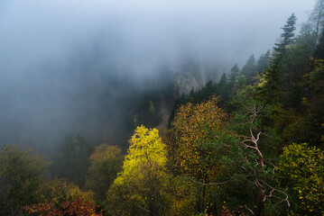 Beautiful landscape of autumn forest in mountains. View of colorful leaves on trees and foggy canyon. Bavarian Alps. Germany.