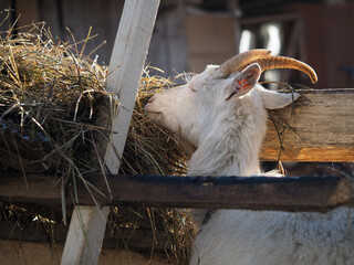 White horned goat eats hay from the feeder