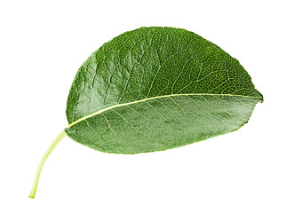 The leaf of pears