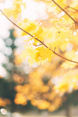 Yellow maple leaves on a branch in autumn with a blurred background