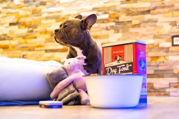 Cute French Bulldog sitting between dog supplies: Dog bed, blanket, Dog food