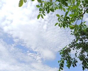green leaves and sky