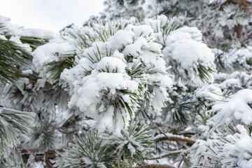Snow-covered fir branches close-up. Winter calm Christmas background. Evergreen trees in frost. The fir branches closed under the snow. Winter fairy forest. The layout of the cards, place to cop
