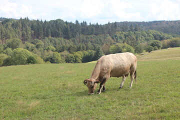 Naklejka na ściany i meble A brown cow is grazing on a green hill with a wide view.