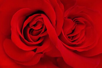 双子の赤い薔薇