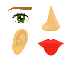 Human sense organs on a white background. Collection. Vector illustration.