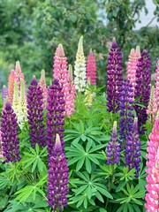 flowers in the garden