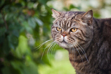 portrait of a Scottish cat