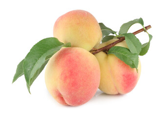 A branch with apricots isolated on white background