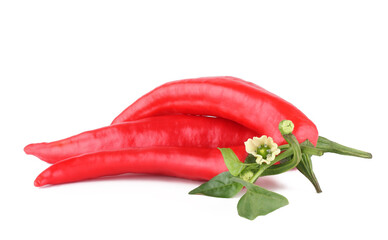 Pepper bitter isolated on white background