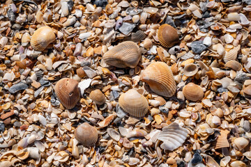 Mound of shells on the beach at Anastasia State Park Florida
