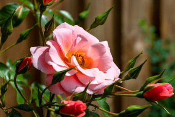 Fototapeta premium A single pink rose is in full bloom, while surrounded by others that are still in bud, in an English country garden.
