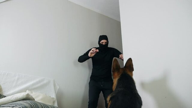 Burglary and entry for the purpose of committing a crime. A masked thief sneaks into the apartment and tries to persuade the German shepherd dog with sausage