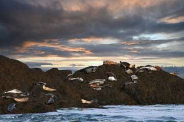 Harbour seals on the Bay of Fundy, New Brunswick, Canada