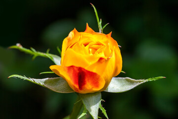 A English country rose, yellow in colour with a hint of red, makes a beautiful addition to any garden.