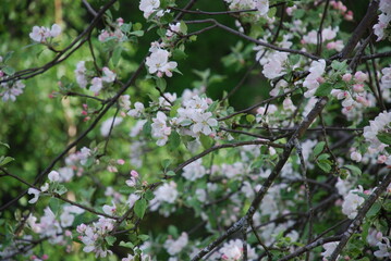 Blooming branches of an apple tree.
Summer day. Apple tree in bloom. Many branches of an apple tree on them have green leaves and pink-white flowers.