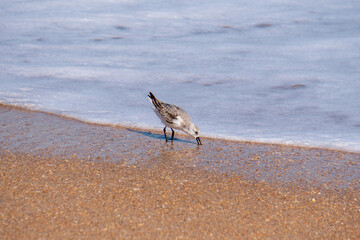 Sandpiper looking for food along the water break in Anastasia State Park Florida