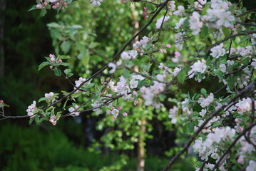Blooming branches of an apple tree against the background of the sky and greenery.
Summer day. Apple tree in bloom. Many branches of an apple tree on them have green leaves and pink-white flowers. Som