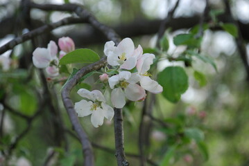 Fototapeta premium White flowers of an apple tree close-up. Summer day. White-pink flowers of an apple tree on a branch with green leaves. The branches are curved in different shapes at different distances.
