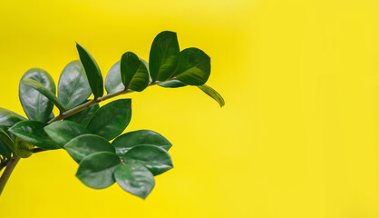 Zamiokulkas on a yellow background. Green flower on a yellow background. Floristic.