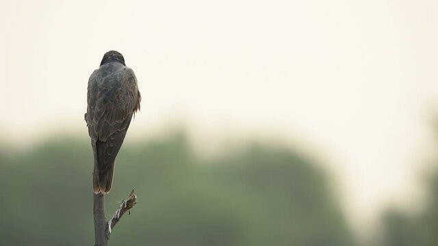 Laggar or lugger falcon or Falco jugger perched with an eye contact on winter morning drive at at tal chhapar blackbuck sanctuary churu rajasthan india