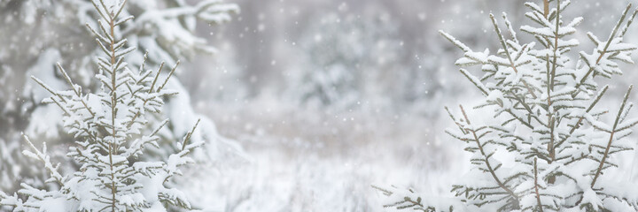 Christmas trees in snowy forest, snowfall, christmas background, texture