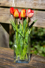 Blumenstrauss rote Tulpen in Vase  auf alter Holzbank.