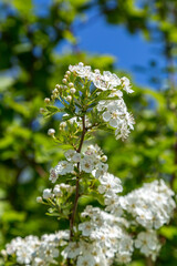 Fototapeta premium Delicate White Blossom in the Spring Sunshine