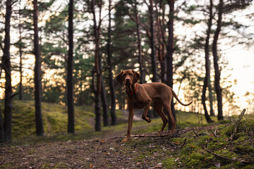 brown dog in the forest woods standing with one paw up leg on three legs