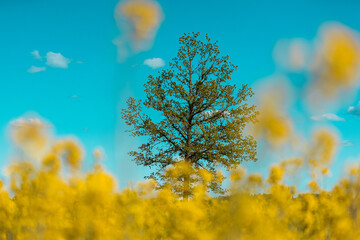 Fototapeta na wymiar Brassica napus rapsis summer rapeseed field lonely tree blue sky yellow flowers 