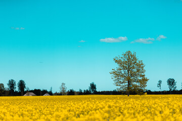 Obraz premium Brassica napus rapsis summer rapeseed field lonely tree blue sky yellow flowers 