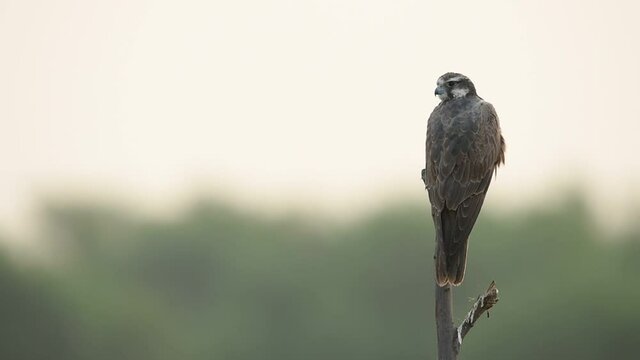 Laggar or lugger falcon or Falco jugger perched with an eye contact on winter morning drive at at tal chhapar blackbuck sanctuary churu rajasthan india
