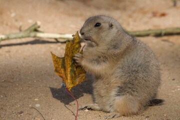 prairie dog eating