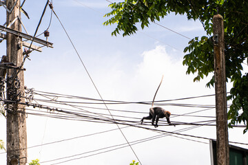 Małpy w mieście na drzewie. © insomniafoto