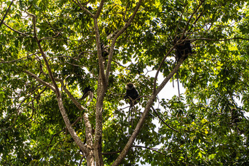 Małpy w mieście na drzewie.