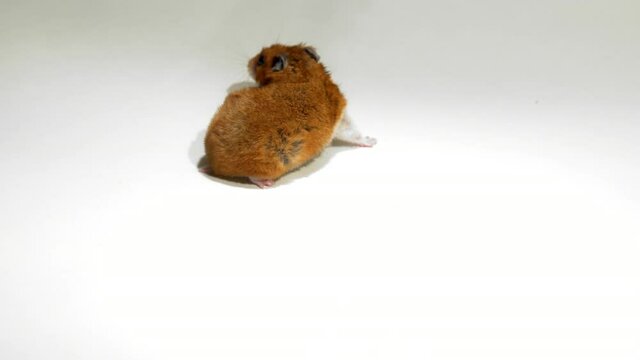 hamster stuffing his cheeks with food