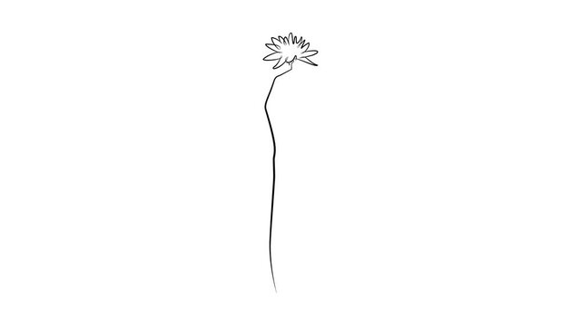 Hand with flower in one line. Black line animation on white background