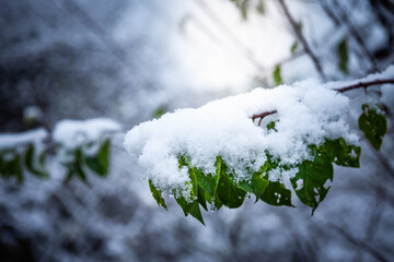 Śnieg na liściach 